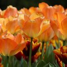 Daydream Darwin Tulip 8 Bulbs 12/+ cm Bulbs Fragrant