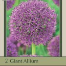 Purple Suze Flowering Onion Allium 2 Bulbs 14/+ cm Bulbs