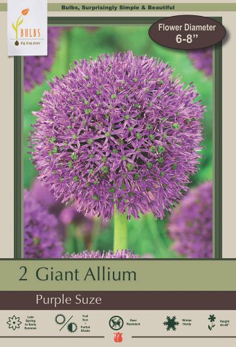 Purple Suze Flowering Onion Allium 2 Bulbs 14/+ cm Bulbs
