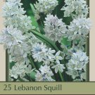 Lebanon Striped Squill 25 Bulbs Puschkinia libanotica 6/+ cm Bulbs