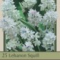 Lebanon Striped Squill 25 Bulbs Puschkinia libanotica 6/+ cm Bulbs
