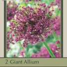 Magic Allium 2 Bulbs Persian Flowering Onion 14/+ cm