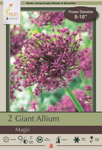 Magic Allium 2 Bulbs Persian Flowering Onion 14/+ cm