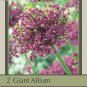 Magic Allium 2 Bulbs Persian Flowering Onion 14/+ cm