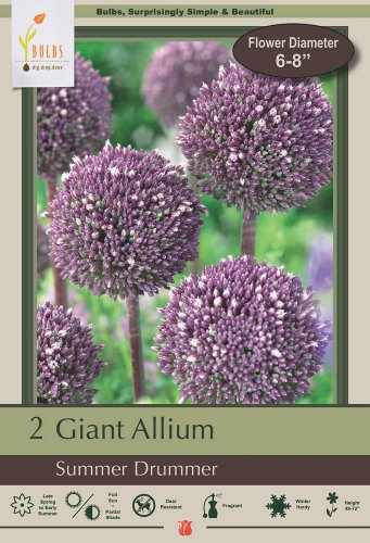 Summer Drummer Flowering Onion Allium 2 Bulbs 12/+ cm New