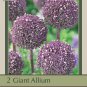 Summer Drummer Flowering Onion Allium 2 Bulbs 12/+ cm New