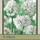 Graceful Allium 8 Bulbs Persian Onion 6/+ cm Bulbs