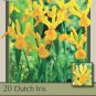 Yellow Queen Dutch Iris 20 Bulbs Great Cut Flower 8/9 cm Bulbs