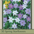 Starflowers Mix 30 Bulbs 3/+ cm Bulbs Very Hardy Ipheion uniflorum