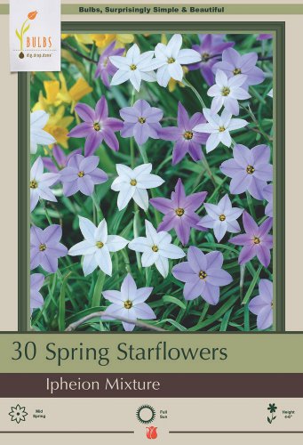 Starflowers Mix 30 Bulbs 3/+ cm Bulbs Very Hardy Ipheion uniflorum
