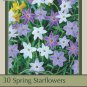 Starflowers Mix 30 Bulbs 3/+ cm Bulbs Very Hardy Ipheion uniflorum
