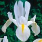 White Excelsior Dutch Iris 10 Bulbs Multiply Rapidly 8/+ cm Bulbs