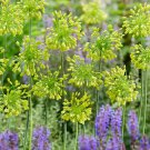 Yellow Fantasy Allium 10 Bulbs 6+ cm Bulbs NEW