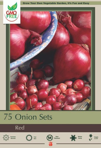 Red Onion Sets 75 Bulbs Mild Flavor 1421mm Bulbs