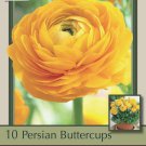 Yellow Persian Buttercup 10 Bulbs 67cm Ranunculus Tecolote Hardy