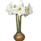 Denver Gold Waxed Jumbo Amaryllis Immediate Shipping for Holiday Blooms