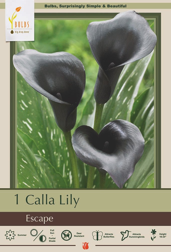 Escape Calla Lily Bulb Zantedeschia 1416 cm BlackPurple