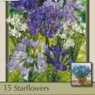Starflower Mix 15 Bulbs 56 cm bulbs Triteleia laxa
