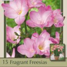 Pink Single Freesia 15 Bulbs Fragrant Blooms 6+ cm Bulbs