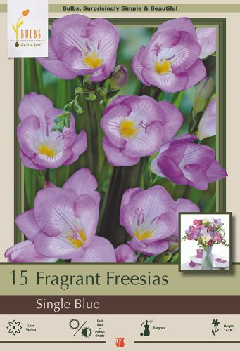 Blue Single Freesia 15 Bulbs IndoorsOut Fragrant 6+ cm Bulbs