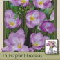Blue Single Freesia 15 Bulbs IndoorsOut Fragrant 6+ cm Bulbs