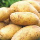 Russet Burbank Potato 6 Certified Seed Tubers