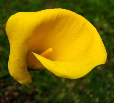 Universe Calla Lily Bulb 1416cm Lemon Yellow