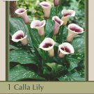 Picasso Calla Lily Bulb 1416 cm Bulb Mint Green and Soft Violet
