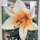 High Tea Oriental Lily 2 Bulbs CreamOrange 1618 cm Bulbs NEW