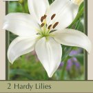 Bright Diamond Asiatic Lily 2 Bulbs Pure White 1416cm