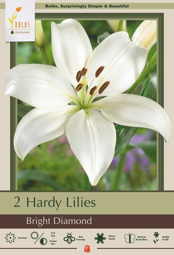 Bright Diamond Asiatic Lily 2 Bulbs Pure White 1416cm