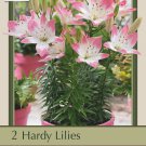 Sugar Love Asiatic Lily 2 Bulbs 1416cm