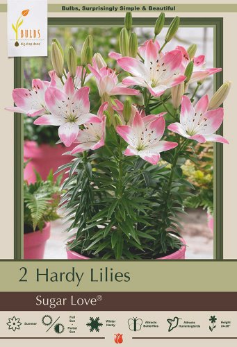 Sugar Love Asiatic Lily 2 Bulbs 1416cm