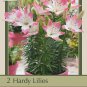 Sugar Love Asiatic Lily 2 Bulbs 1416cm