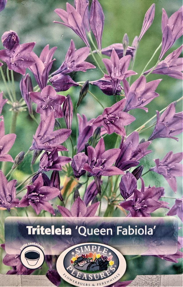 Queen Fabiola Brodiaea 15 Bulbs 56cm Triteleia Starflowers