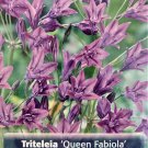 Queen Fabiola Brodiaea 15 Bulbs 56cm Triteleia Starflowers