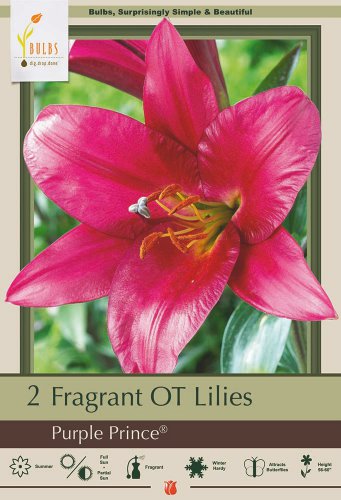O.T. Hybrid Purple Prince Lily 2 Bulbs 1618cm NEW Rare Color