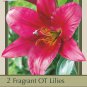 O.T. Hybrid Purple Prince Lily 2 Bulbs 1618cm NEW Rare Color