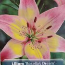 Rosella's Dream Asiatic Lily 3 Bulbs 1416cm NEW Pastel Pink
