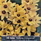Yellow Emperor African Corn Lily 30 Bulbs Ixia 5+ cm Bulbs