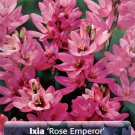 Rose Emperor African Corn Lily 30 Bulbs Ixia 5+ cm Bulbs