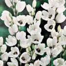Gemini African Corn Lily 30 Bulbs Ixia 5+ cm Bulbs