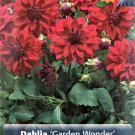 Garden Wonder Decorative Dahlia Bright Red #1 Size Root Clump