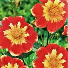 Pooh Anemone Flowered Mignon Dahlia #1 Size Root Clump NEW Vivid Orange
