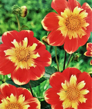 Pooh Anemone Flowered Mignon Dahlia #1 Size Root Clump NEW Vivid Orange
