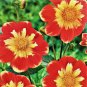 Pooh Anemone Flowered Mignon Dahlia #1 Size Root Clump NEW Vivid Orange
