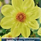 Kelsey Sunshine Anemone Flowering Dahlia #1 Size Root Clump New