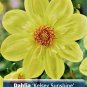 Kelsey Sunshine Anemone Flowering Dahlia #1 Size Root Clump New