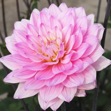 Karma Prospero&Acirc;&reg; Decorative Dahlia 1 Bulb Clump