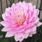 Karma Prospero® Decorative Dahlia 1 Bulb Clump